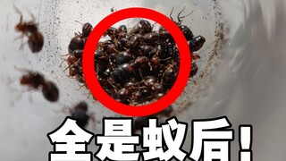 【玉笙野采】一下午抓到30多只蚁后是什么体验？