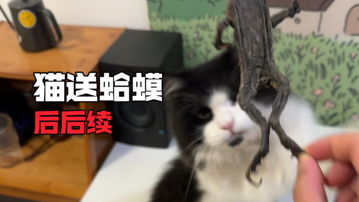 Got into a showdown with the toad!