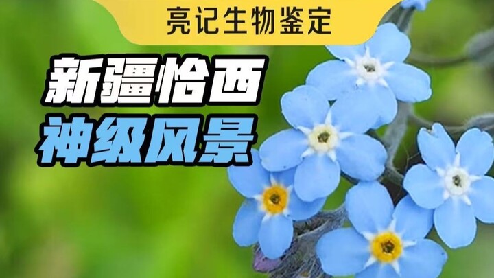 ทิวทัศน์สุดอัศจรรย์แห่งชาซี ในซินเจียง