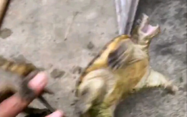 Jumanji