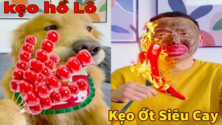 Thú Cưng TV | Tứ Mao Đại Náo #56 | Chó Golden Gâu Đần thông minh vui nhộn | Pets cute smart dog