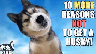 10 เหตุผลเพิ่มเติมในการ (ไม่) รับ Husky! ไม่ใช่สุนัขธรรมดา!