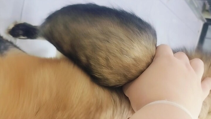 Tấn công đuôi của con cáo khi nó đang ăn