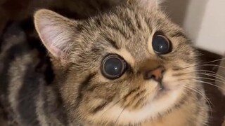“Small animals can really be so healing.”