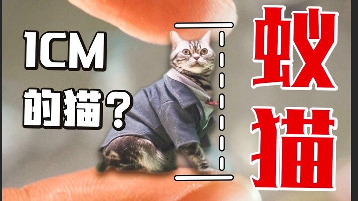 Recreating Ant-Man at home, scale 1:1? I'm raising the tiniest kitten on the entire internet!