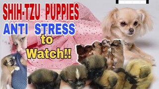 SHIH-TZU PUPPIES RELAXING  | CUTE PUPPIES PLAYING