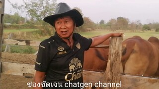 ระยะเวลาการจับสัดวัว ในแบบฉบับลุงเขียวKK farm|