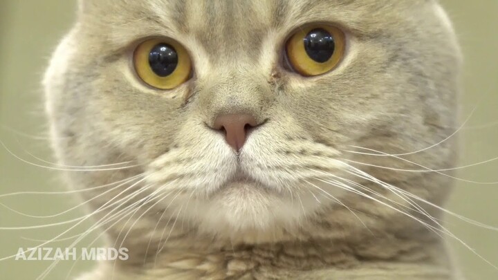 Video Kucing Imut Lucu dan Menggemaskan Kualitas HD