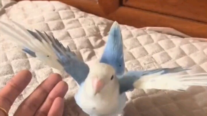 Khi con vẹt xòe cánh trước mặt bạn, bạn có nghĩ nó đang muốn chơi với bạn không?