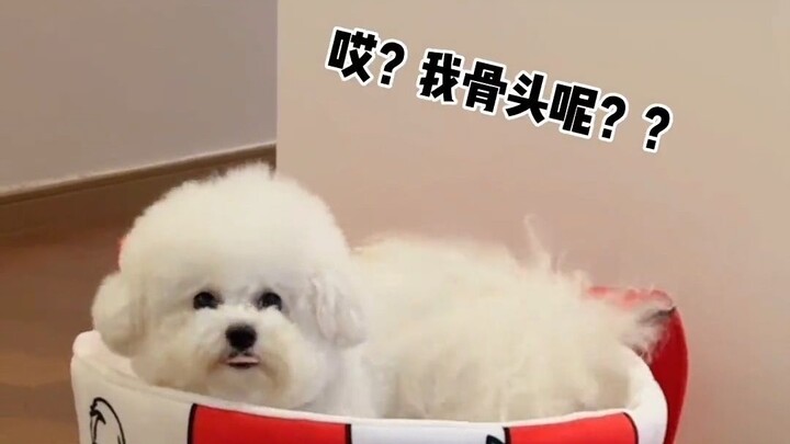 When I secretly took the little dog’s hidden treats — Xiu Gou’s adorable pet project!