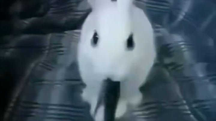 When rabbits eat leaves soaked in nuclear wastewater...