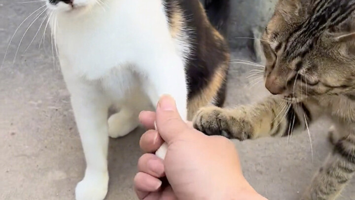 How long does it take to become good friends with a kitten?