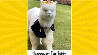 ผ่อนคลายกับสายฮา : สัตว์ฮาโลกจำ