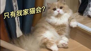 挑战全网最会握手的猫咪，真的可爱爆了！！