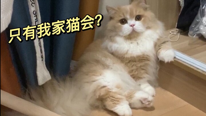 挑战全网最会握手的猫咪，真的可爱爆了！！