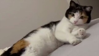 自带妹妹头的猫咪有多可爱