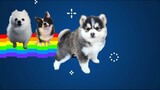 Nyan Cat by Daniwell but it's Doggos and Gabe