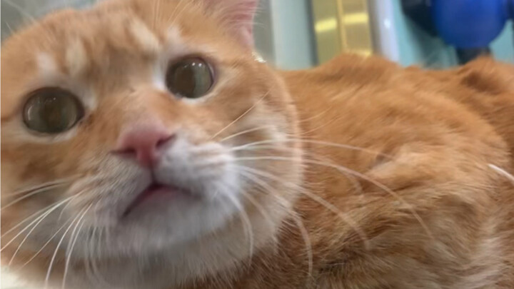 A Makeover Story of a Four-Year-Old Fat Orange Cat Who’d Never Taken a Bath