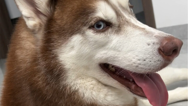 Husky: Huh, dasar perempuan! Aku ini batu sandungan dalam perjalananmu menurunkan berat badan!