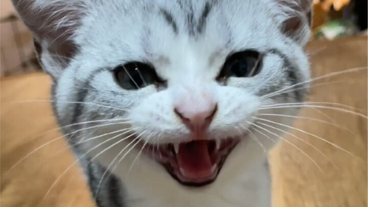 ลูกแมวตัวน้อยดุไปดุมาโตเป็นผู้ใหญ่แล้ว～