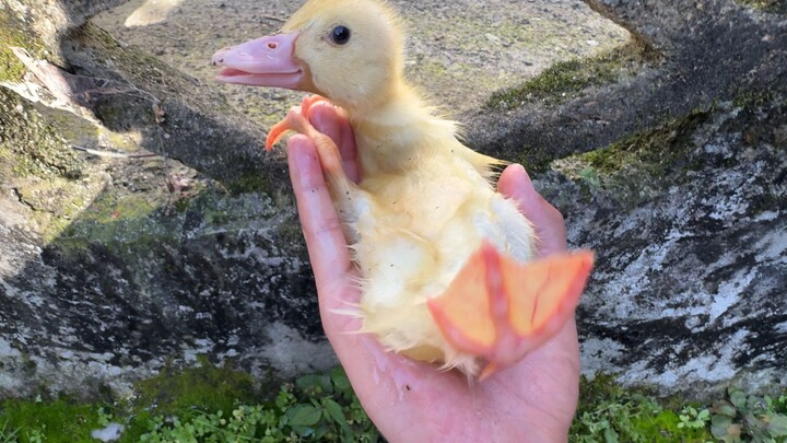 Mungkin si Anak Itik Buruk Rupa disiksa oleh angsa seperti inilah...