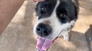 A Central Asian Shepherd Dog that was about to be put to death was given another chance to be a dog.