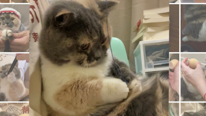 Awalnya ingin memancing seekor kucing