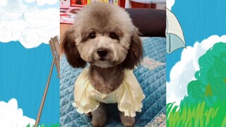 หมาตลก #ชาติที่แล้วเป็นมนุษย์ #555