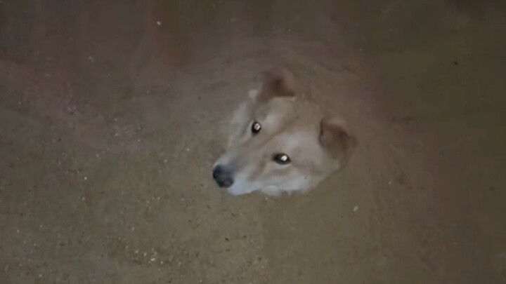 小老弟，这下真的变成土狗了