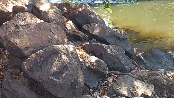 Magnetic fishing 🧲〽️ Magnetic hands ✋ 🪙🌊⚓ Thrill of the unknown 💍 😱🗡️ Ecological presence 🌴🌳