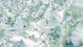 nature reviews