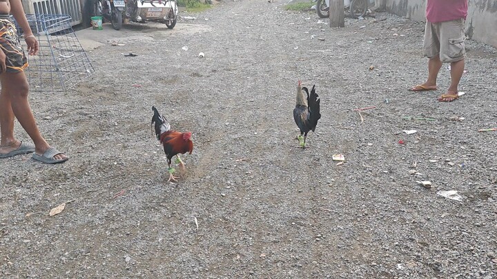 melsimgrey vs boston