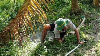 Con Rể Chú Út Trổ Tài Móc Ếch Bác 2 Phải Chịu Thua, Món Cháo Ếch Ấm Lòng Mùa Gió Bấc