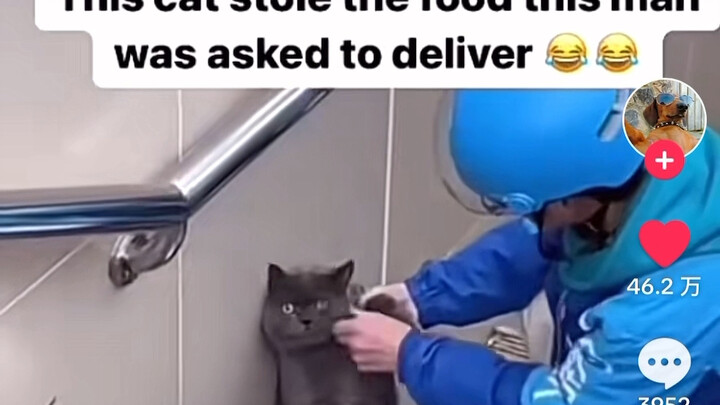 A cat sneaking a bite of its owner’s takeout has gone viral on TikTok, racking up 460,000 likes.