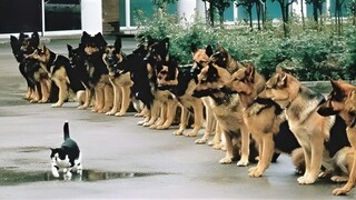 Funny Dog and Cat videos that Make Me Laugh Uncontrollably 😂