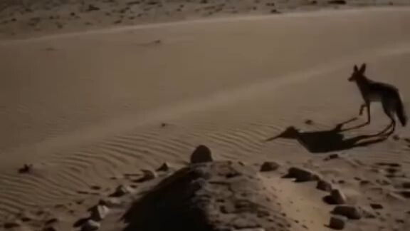 Anubis — Penjaga Dunia Kematian Mesir Kuno Jauh sebelum kematian memi...