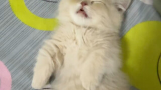 A kitten so cute it makes you sneeze!