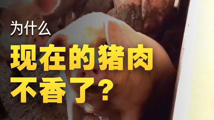 Mengapa daging babi sekarang rasanya tidak seenak dulu?