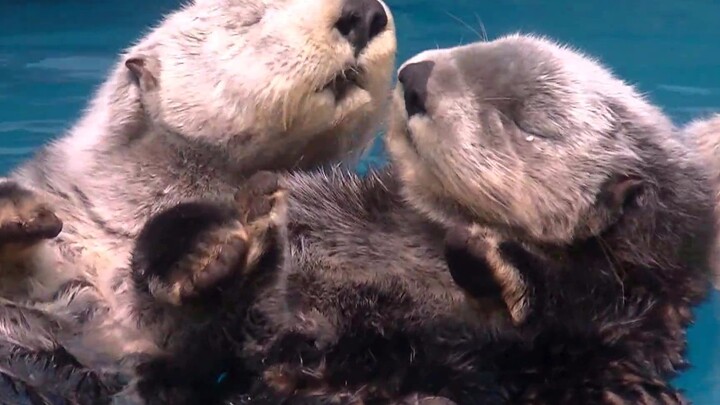 [Sea Otter] This otter has finally gotten a boyfriend/girlfriend 🦦🦦🦦~
