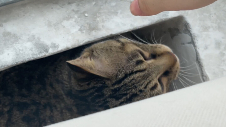 吃着饭呢猫不见了！但能听到猫叫，一看猫掉墙缝里了