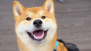 [Hewan]Hari pertama Shiba inu kecil di TK anjing