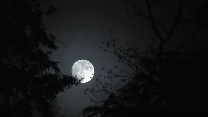 The Granite State Bigfoot Case - Bigfoot Beyond the Trail (Sasquatch in New Hampshire?)