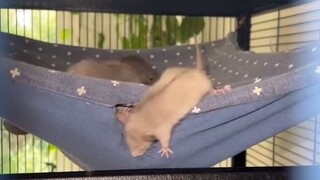 鼠妈妈：你们必须给我从正门进来！