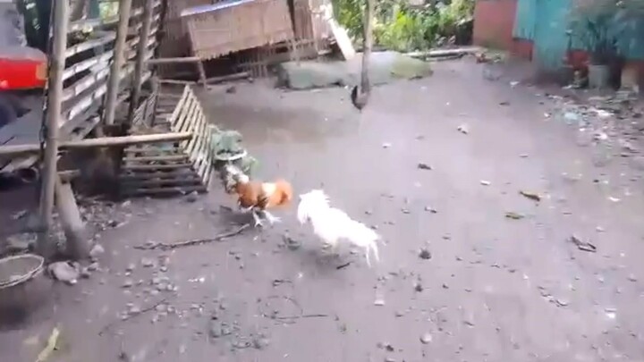 WHITE CLARET VS SWEATER DOME X SWEATER GOLD