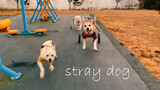 [Pecinta Anjing] Alat untuk mereka berjalan