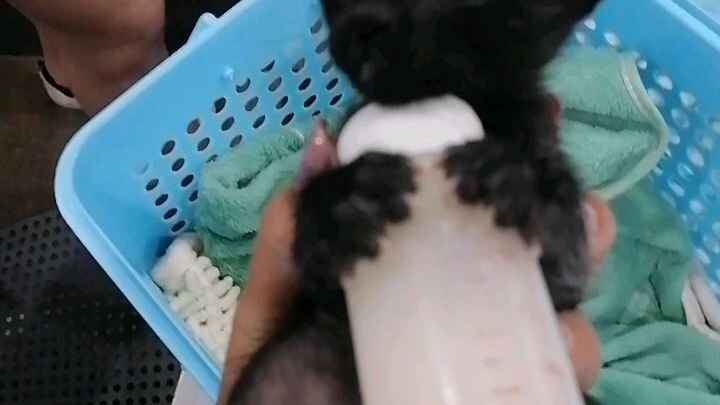 เด็กชาย นิยม แมวจร สมาชิกใหม่