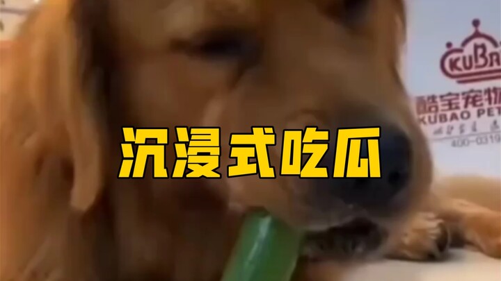 Every time this puppy eats a cucumber, it sticks its tongue out—where did it learn that?