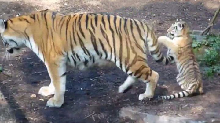 Animal | Baby Tiger And Baby Leopard Play With Their Mother's Tail