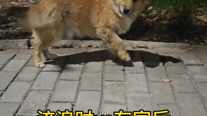 Tentang saya yang mengambil dua ekor anjing kuning yang sama!