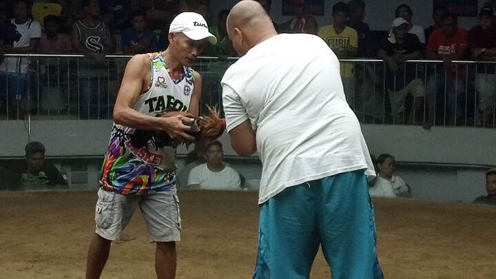 3 wins champion @ Gallera de Mandaue 2nd fight/40k